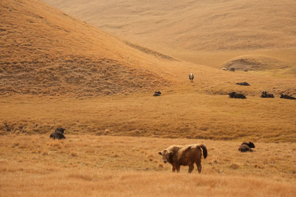Beautiful autumn scenery with yaks in a mountain valley