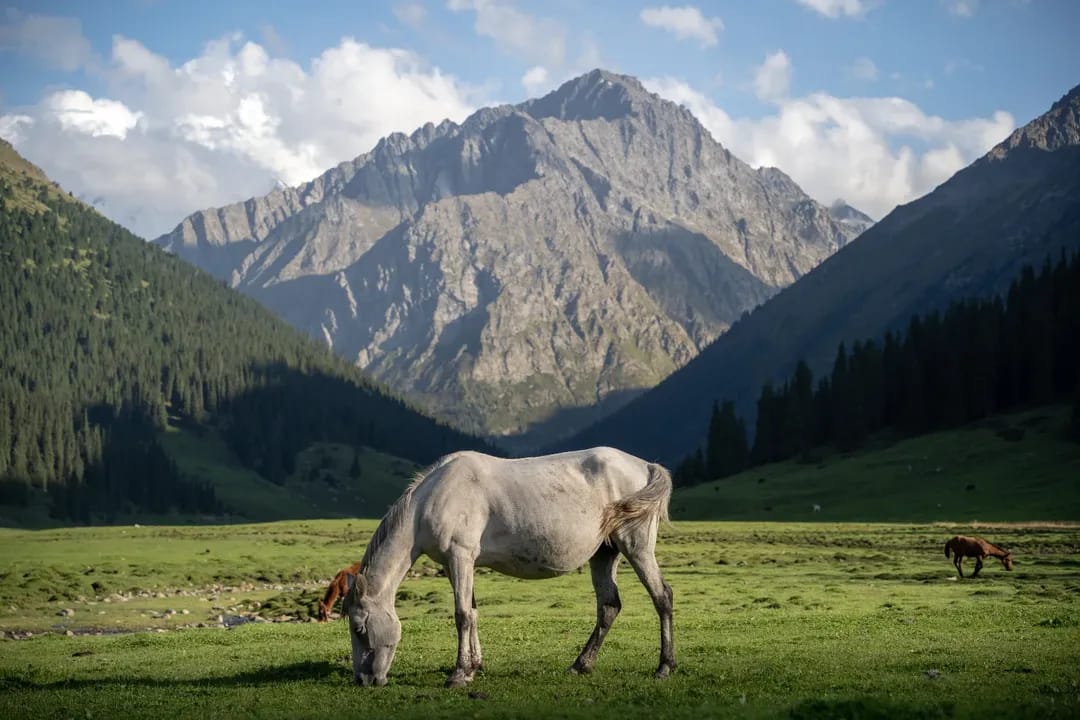 Beautiful Horse is grazing in the valley
