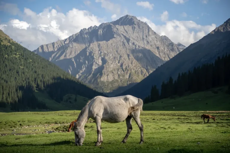 Beautiful Horse is grazing in the valley