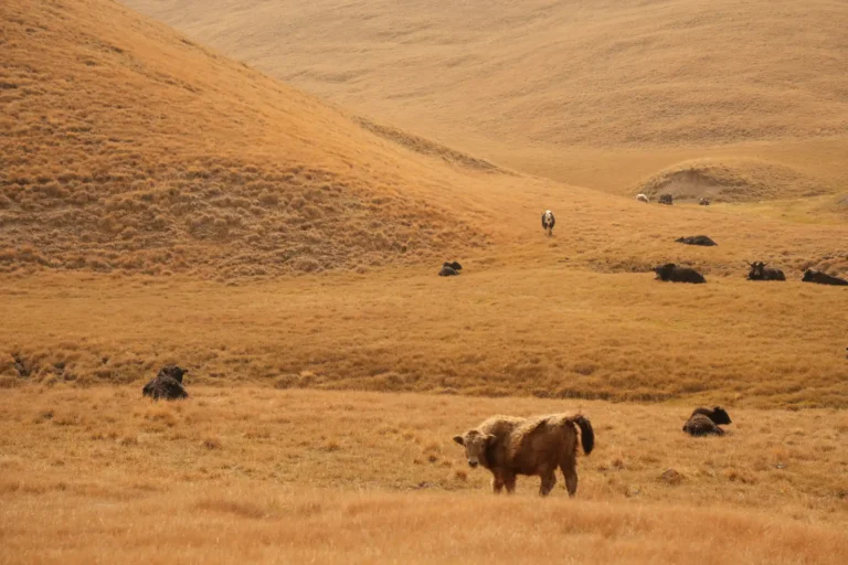 Beautiful autumn scenery with yaks in a mountain valley