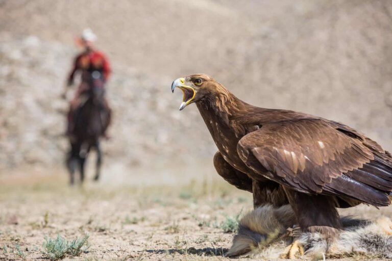 Kyrgyz eagle hunter demonstrating ancient traditions