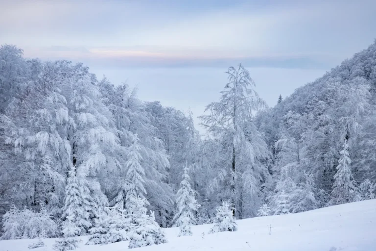 Snowy pine trees during winter in Kyrgyzstan